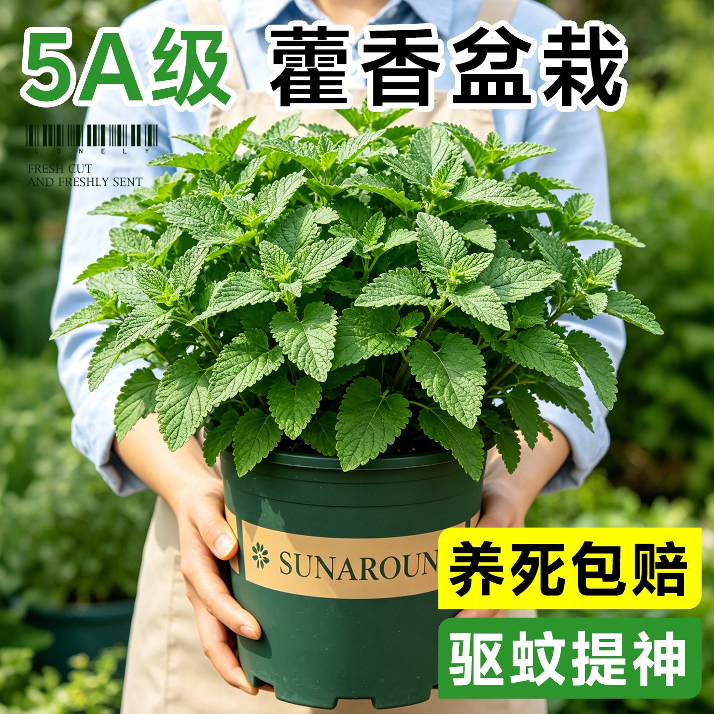 藿香盆栽可食用香草植物薄荷迷迭香百里香阳台庭院驱蚊绿植好养活