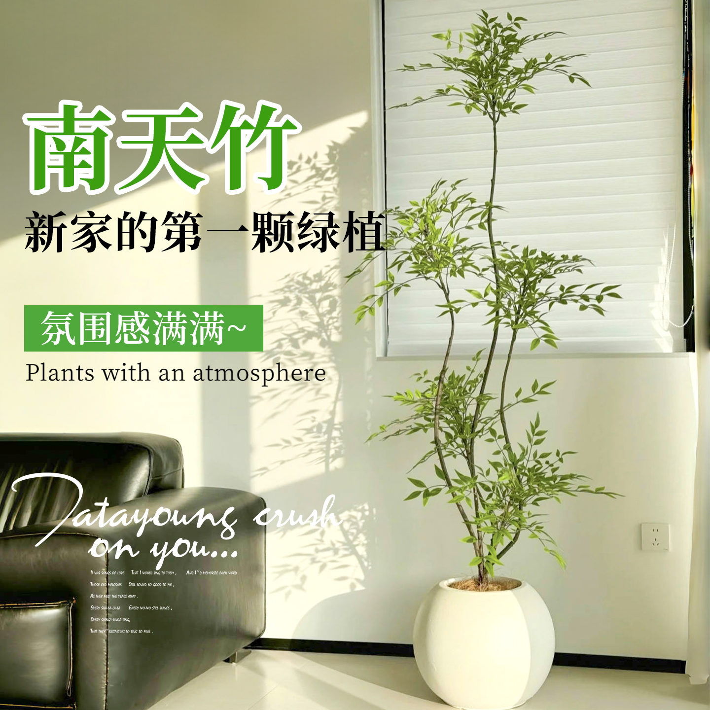 南天竹盆栽客厅绿植高级感