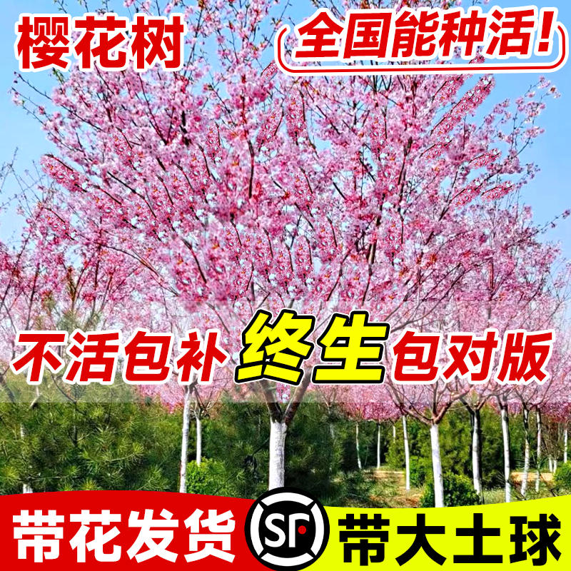 樱花树苗庭院大树苖日本重瓣白晚樱花卉盆栽四季室外风景绿化苗木-封面