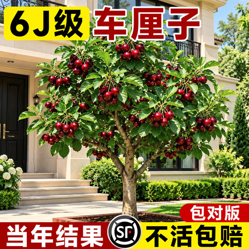 【真6J级车厘子树苗】当年结果