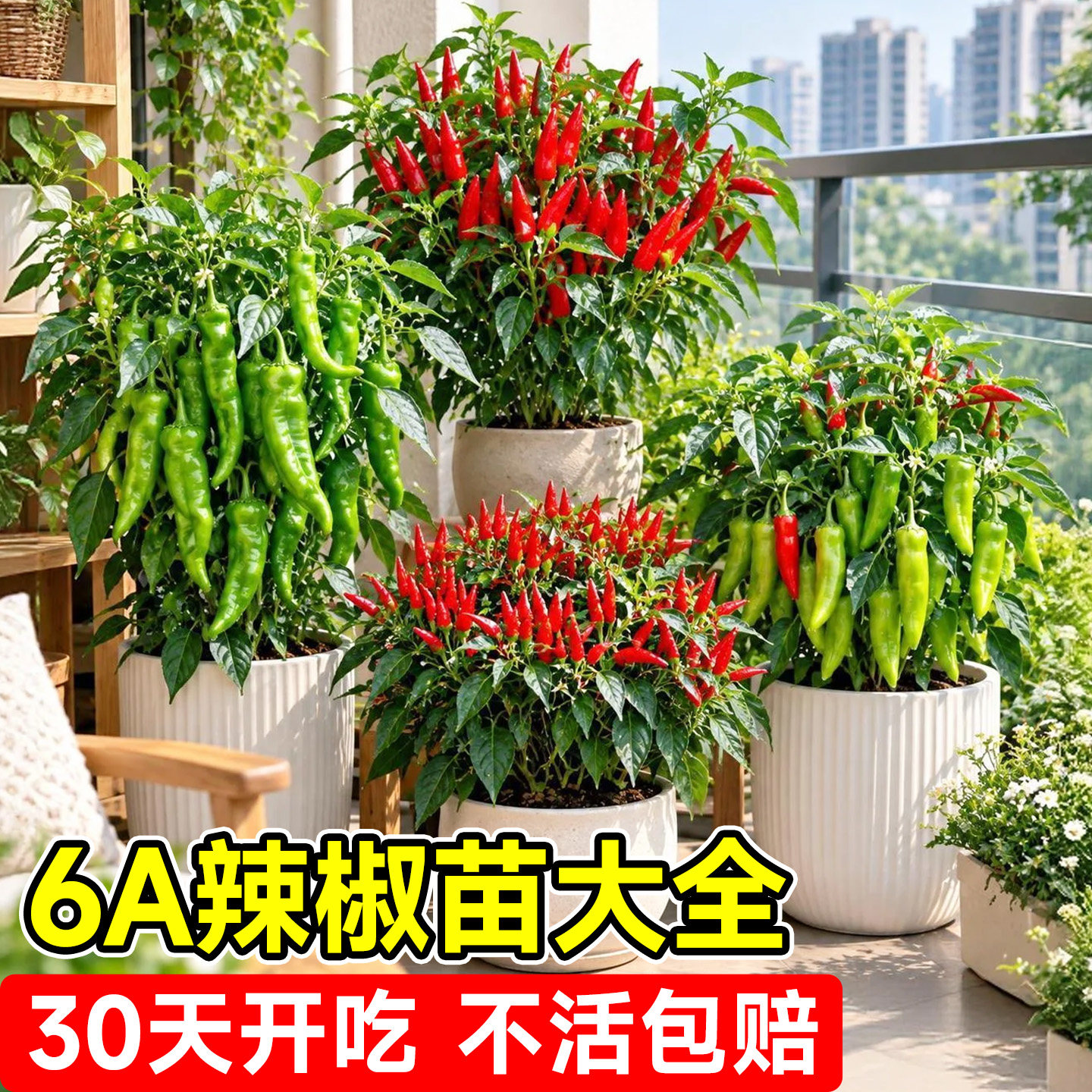 【6A包活】辣椒苗大全壮苗带土图片