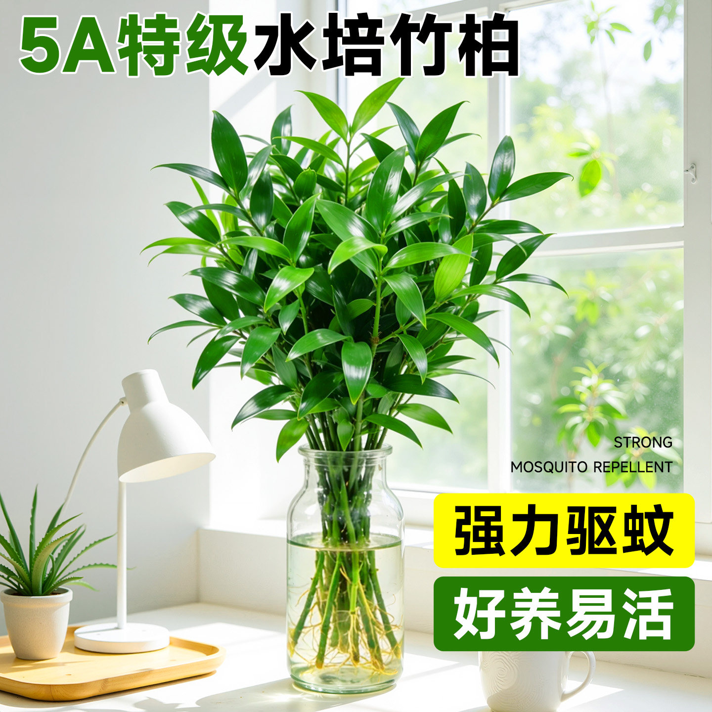 竹柏驱蚊竹水培祛蚊植物室内外蚊子克星水养绿植花卉盆栽办公桌面