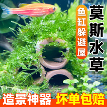 鱼缸躲避屋孔雀鱼小虾陶瓷躲避窝幼乌龟造景莫斯水草植物天然摆件