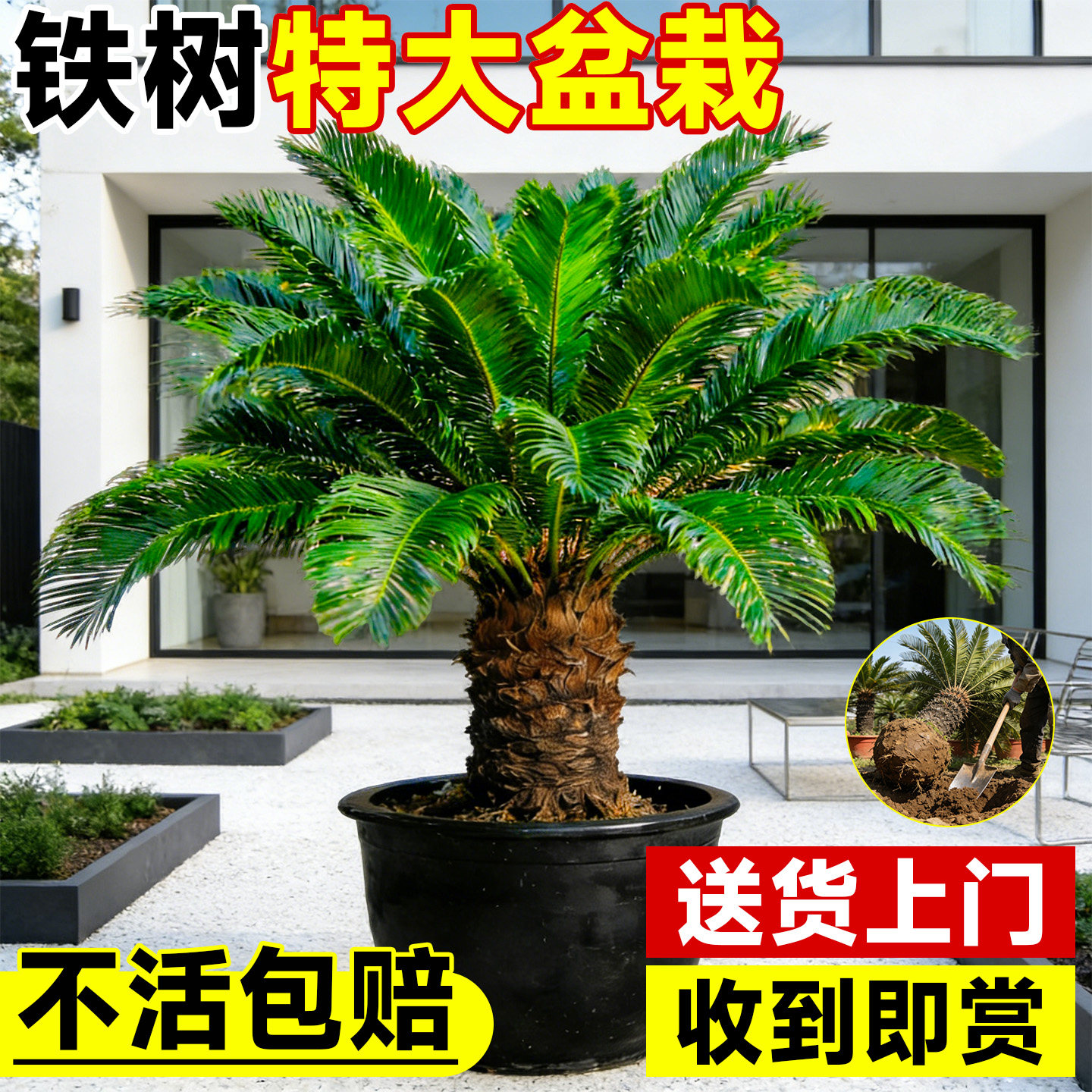 铁树盆栽精品老桩大型盆景树苗适合庭院门口客厅种的绿植物好养活,鲜花速递/花卉仿真/绿植园艺,大型绿植/成品组合盆栽,淘宝优惠券,粉丝福利购,淘宝优惠卷