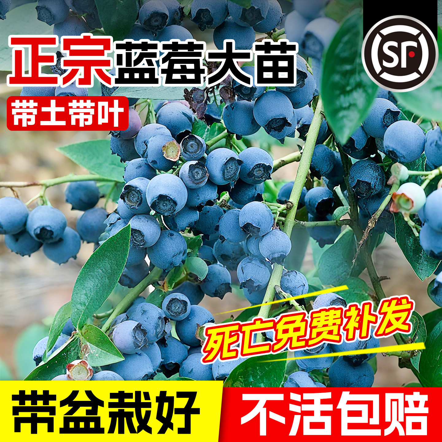 蓝莓树果苗特大号南北方种植阳台
