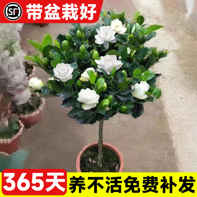 【包活1年】独杆棒棒糖栀子花苗