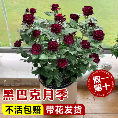 黑巴克月季玫瑰花苗盆栽带花苞