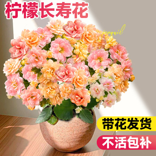 【带花发货】长寿花室内阳台花卉