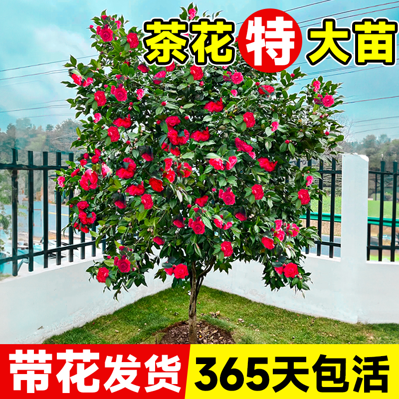 山茶花树苗带花苞四季开花特大