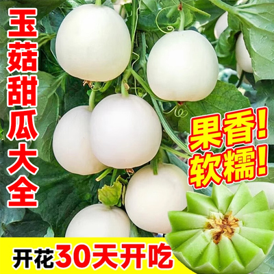 玉菇甜瓜种籽秧苗超甜香瓜早熟苗