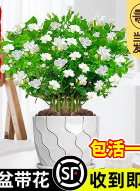 茉莉花盆栽树苗四季开花卉植物虎头带花苞好养绿植室内栀子花苗禄