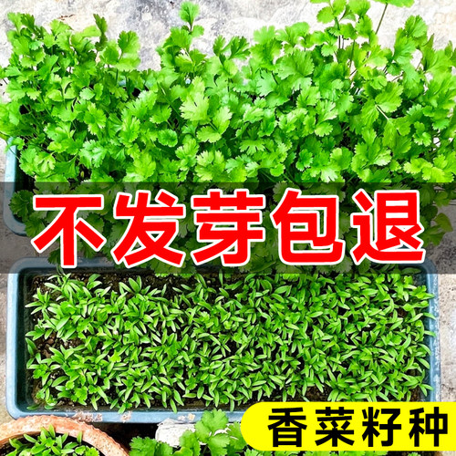 老品种香菜种孑阳台盆栽蔬菜种籽