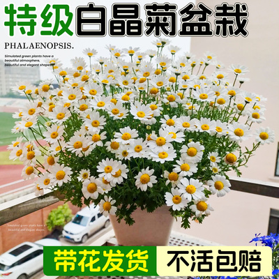 带花发货养不活包赔开花爆满