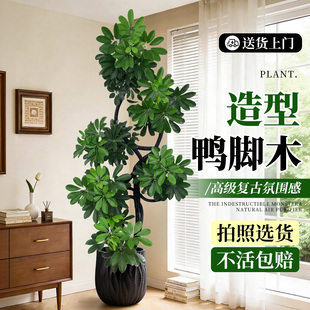 造型鸭脚木客厅大盆栽鸭掌木鹅掌柴室内落地式大型绿植物四季常青