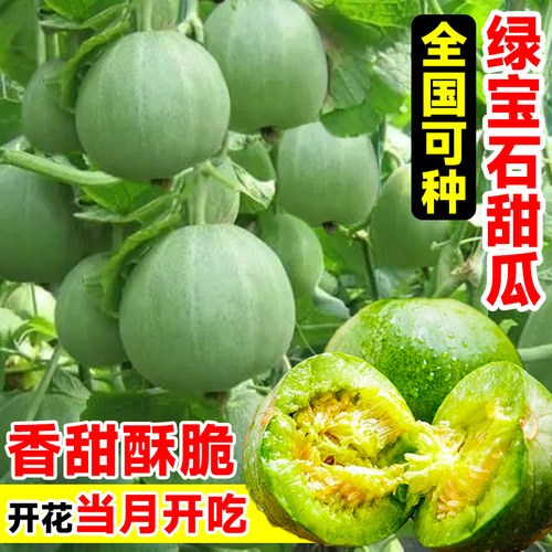 绿宝石早熟甜瓜种子苗羊角蜜秧苗