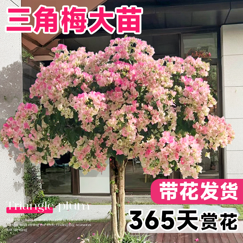 三角梅花树苗盆栽带花老桩绿樱特大株爬藤植物室内阳台四季开花卉-封面