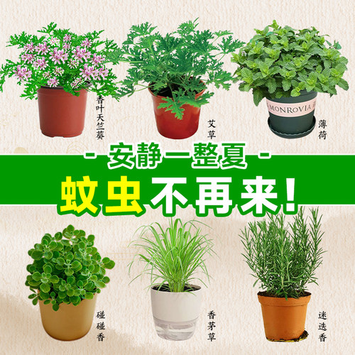 【高效驱蚊】驱蚊草盆栽大全