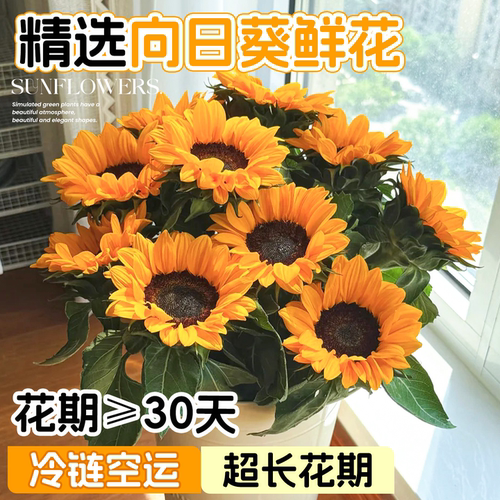【冷链空运】向日葵鲜花超长花期