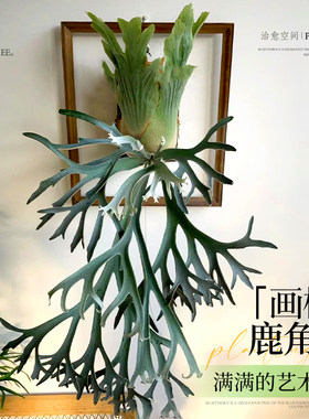 二岐鹿角蕨挂板【挂墙装饰】