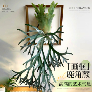 鹿角蕨挂板定植板二歧女王挂墙绿植室内客厅垂吊悬挂蕨类植物盆栽