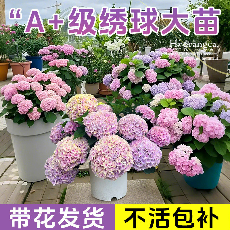 绣球花盆栽带花发货不对版包赔图片