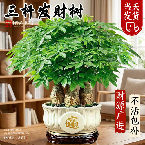 三杆步步高发财树小盆栽不活包补