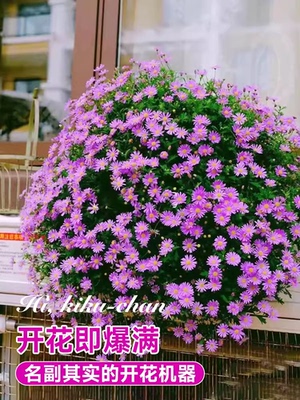 直播姬小菊原盆原土姬小菊