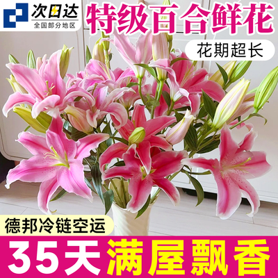 【特级百合花】持久浓香花期超长