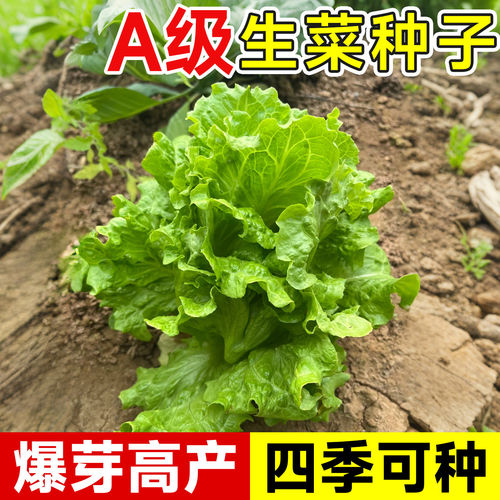 意大利生菜种籽大全四季蔬菜秋冬罗马奶油香菜菜籽种植水培种子孑