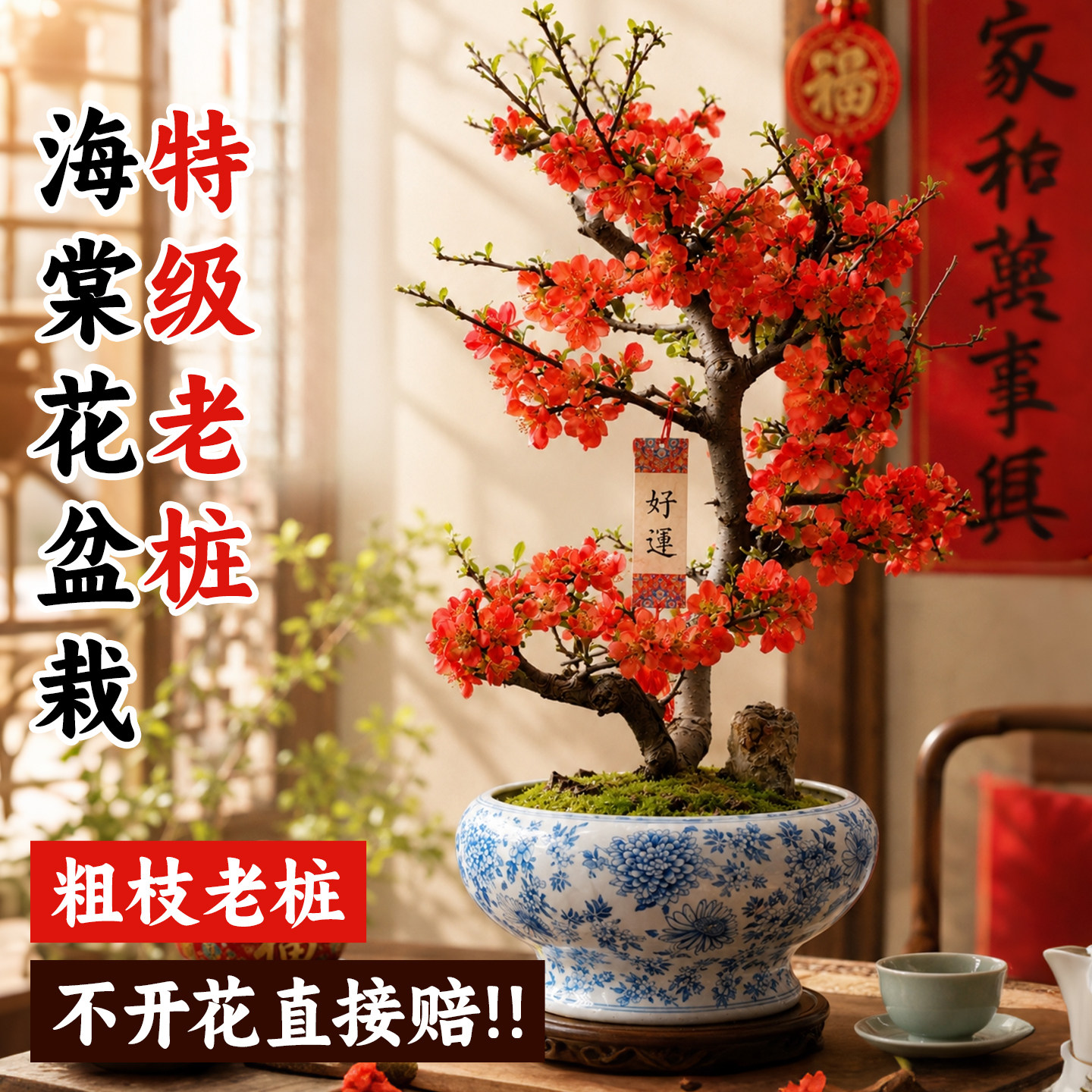 海棠花盆栽四季重瓣长寿冠老桩开花绿植室内客厅植物花卉好养带花
