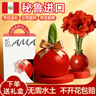 蜡封朱顶红带花苞进口重瓣开业过节送礼封蜡种球室内好养年宵花卉