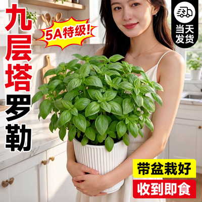 5A特级食用罗勒苗九层塔驱蚊盆栽