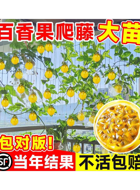 正宗黄金百香果苗四季不断结果