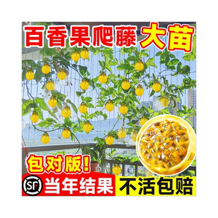 黄金百香果树百香果苗四季不断结果钦蜜9号嫁接树苗南方种植盆栽