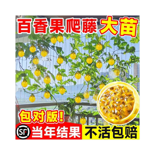 黄金百香果树百香果苗四季不断结果钦蜜9号嫁接树苗南方种植盆栽