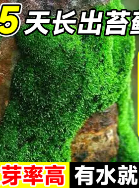 苔藓孢子粉鲜活青苔绿植地毯永生苔藓种子草籽吸水石微景观假山上