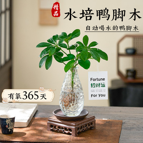水培植物鸭脚木八方来财懒人好养