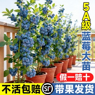 蓝莓树果苗盆栽特大号室内外蓝梅苗地栽阳台四季南北方种植果树苗