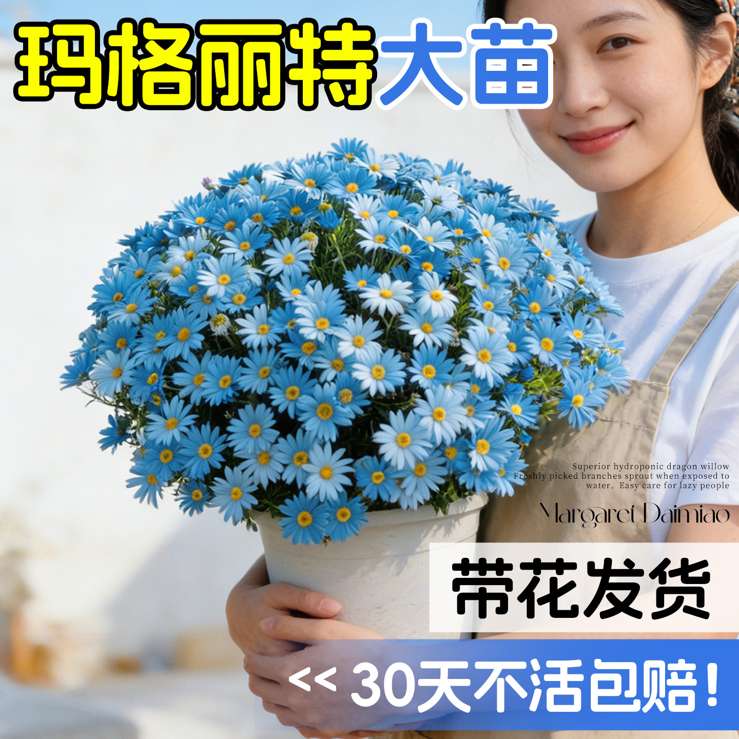 玛格丽特花苗带花盆栽特大号小雏菊盆栽四季阳台庭院开花卉绿植物