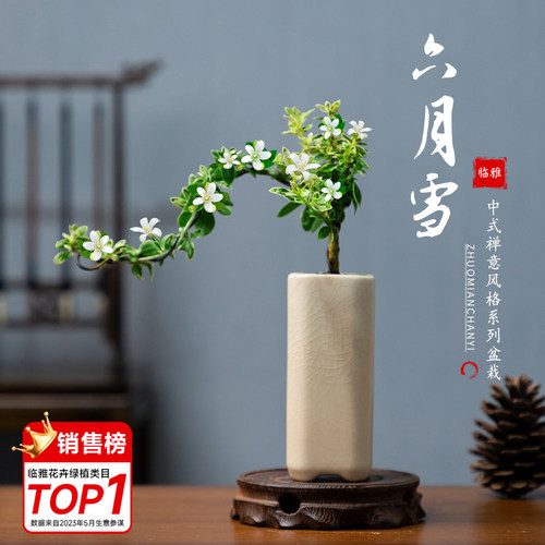 悬崖式六月雪好养易活室内小绿植