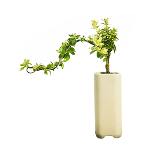 六月雪盆景悬崖式老桩办公室绿植桌面好养小盆栽植物室内摆件禅意