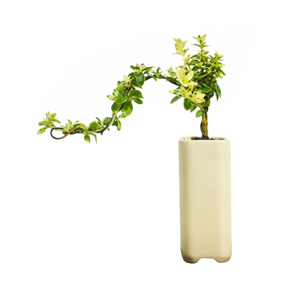 六月雪悬崖式老桩办公室内桌面禅