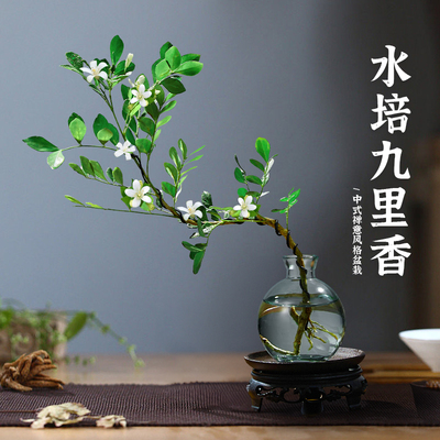九里香水培植物室内好养花卉绿植盆栽桌面高端七里香摆件无土懒人
