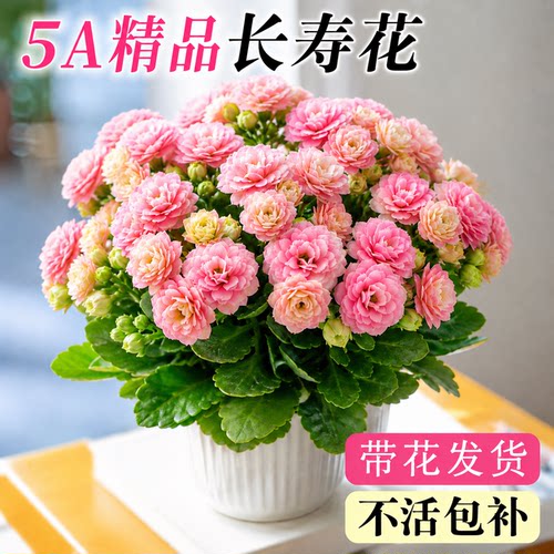 5A特级长寿花盆栽款式对版