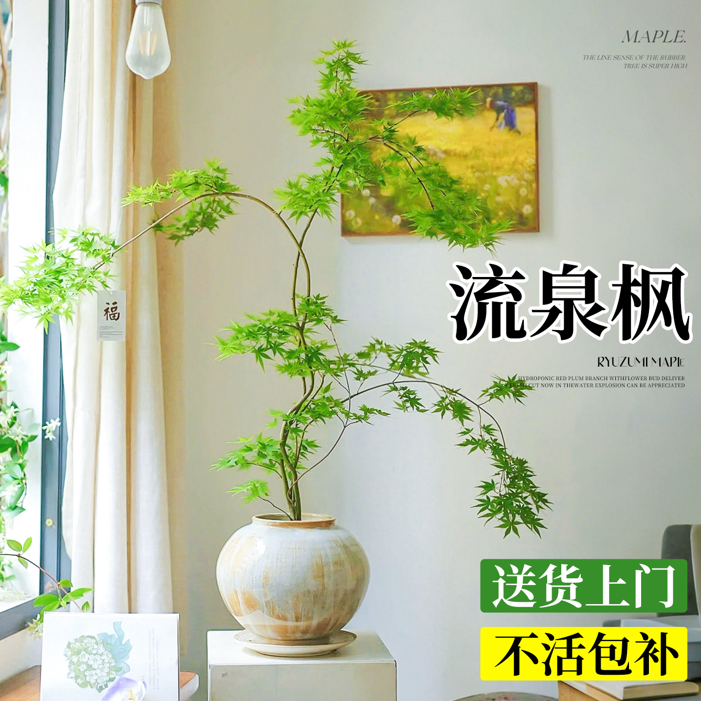 流泉枫盆栽四季好养活高级感