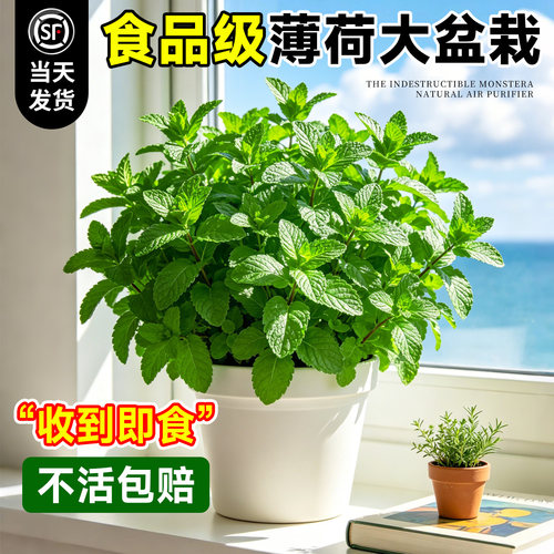 【食品级】薄荷大盆栽