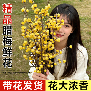 腊梅鲜花家用鲜切带花苞干枝腊梅枝条四季水培花卉插花室内绿植物