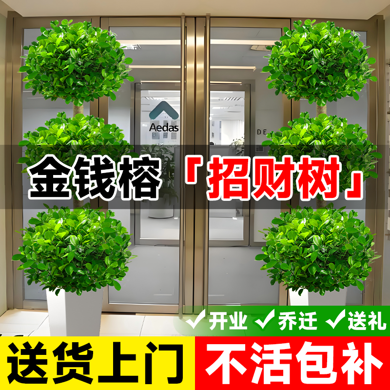 金钱榕大盆栽室内客厅办公室绿植