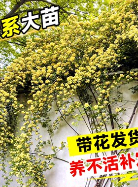 【母系大苗】黄木香爬藤老桩好养