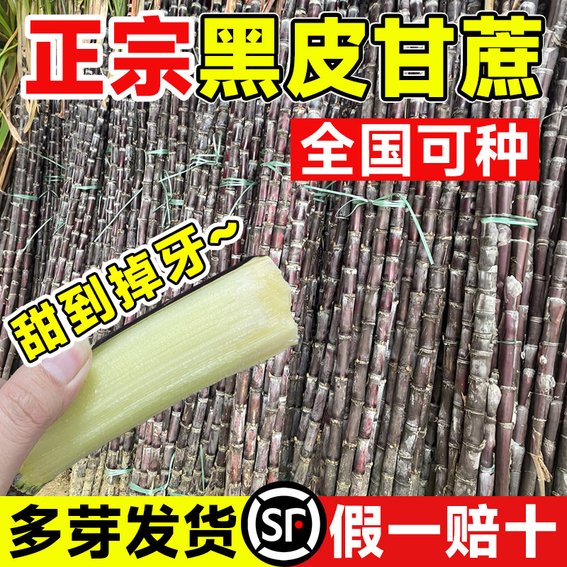 黑皮甘蔗苗种阳台盆栽带芽秧苗种广西正宗黄金绿青皮水果甘蔗批发,鲜花速递/花卉仿真/绿植园艺,种苗/半成品盆栽,淘宝优惠券,粉丝福利购,淘宝优惠卷